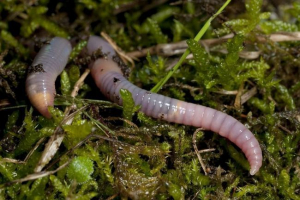 Megölt worms: fotó, leírás és életmód